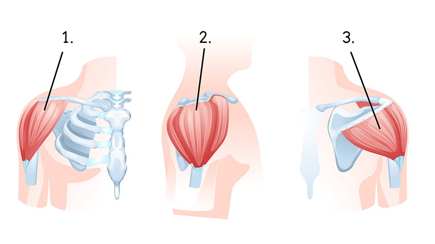 Illustraatio: deltoideus anterior, deltoideus lateral, deltoideus posterior. Illustraatio: deltoideus anterior, deltoideus lateral, deltoideus posterior.