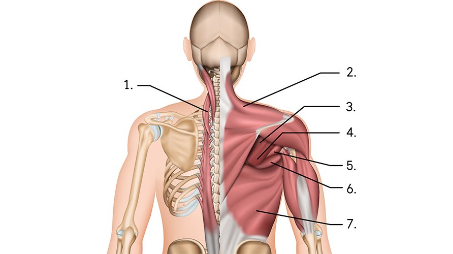 Illustraatio selk�lihaksista erector spinae, trapezius, romboideus minor ja major, teres minor ja major, latissimus dorsi.